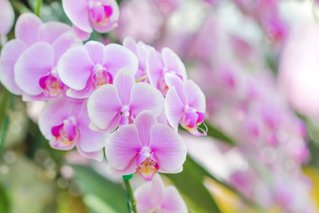Fototapeta na wymiar Close-up of pink orchid phalaenopsis colorful background