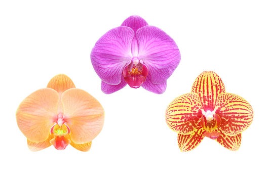 Fototapeta Close-up of  orchid flpwer isolated on white