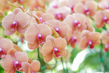 Close-up of pink orchid phalaenopsis. © prapann