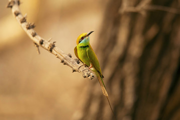 Green bee-eater, Merops orientalis, Jhalana, Rajasthan, India