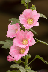 Pink Hollyhock flower