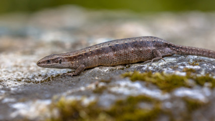 Pregnant or gravid female of Viviparous lizard