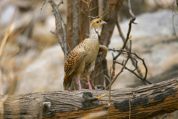 Grey Francolin, Francolinus pondicerianus, Jhalana, Rajasthan, India