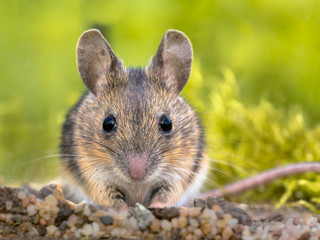 Frontal portrait of Cute Wood mouse