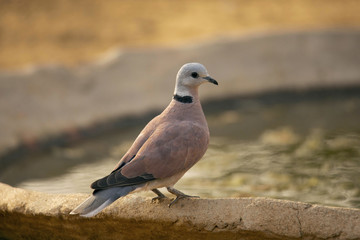 Red Turtle Dove,  Streptopelia tranquebarica, Jhalana, Rajasthan, India