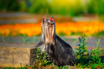 Dog with beautiful long hair in a beautiful Park.