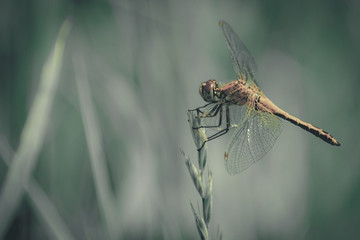 Symbol Of Change Concept: A Dragonfly Warming Up In The Sun Before Taking Off, Blurred Meadow Background On A Summer Day. Copy Space.