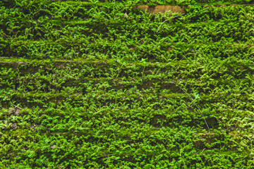 Moss nature in moisture rain forest texture pattern for background.