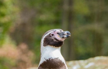 Humboldtpinguin Makro