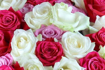 A large bouquet of red, pink and white roses close-up. Background of roses. Congratulations on the holiday. Love and tenderness.
