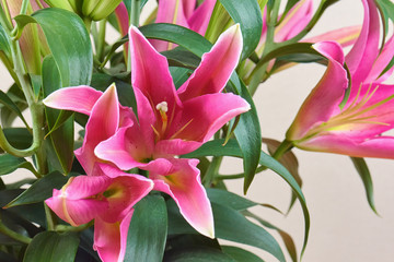 A bouquet of beautiful pink lilies with not buds bloomed. Bouquet of flowers. A romantic gift to your beloved people.
