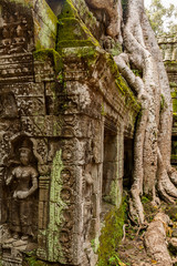 Tree roots over temple (3)