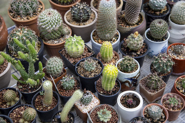 Group of cactus
