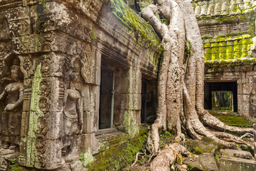 Naklejka premium Tree roots over temple (2)