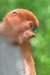 Naklejka premium Portrait of a cub proboscis monkey