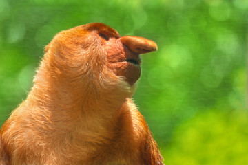 Proboscis monkey (Nasalis larvatus) portrait, close-up