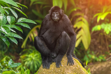 Black monkey sitting on a rock