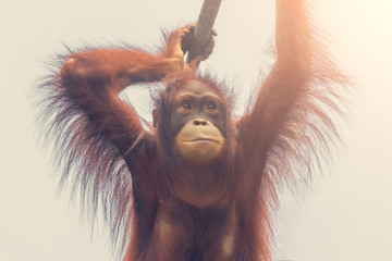 Orangutan hanging on a rope © R