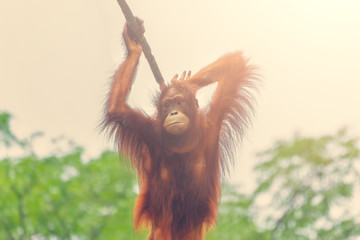 Orangutan hanging on a rope