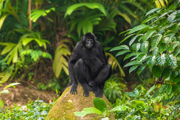 Black monkey sitting on a rock