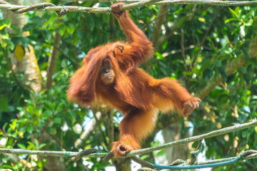 Orangutan hanging on a rope