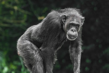 Chimpanzee monkey portrait, close-up
