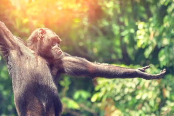 Crédence de cuisine en verre imprimé Singe Chimpanzee monkey portrait, close-up