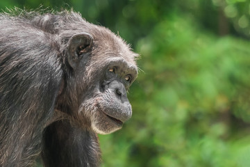 Chimpanzee monkey portrait, close-up