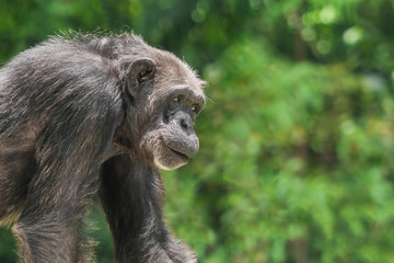 Chimpanzee monkey portrait, close-up