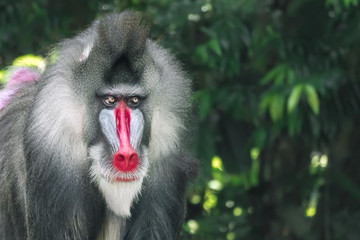 Mandrill Baboon (Mandrillus sphinx) portrait, close-up