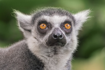 Lemur portrait, close-up