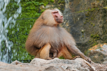 Hamadryad monkey (Papio hamadryas) sitting on a stone