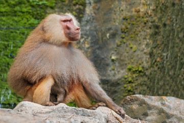 Hamadryad monkey (Papio hamadryas) sitting on a stone