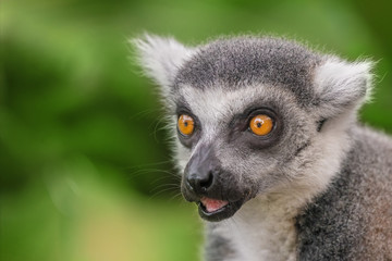 Lemur portrait, close-up