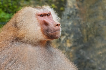 Hamadryad monkey (Papio hamadryas) portrait, close-up