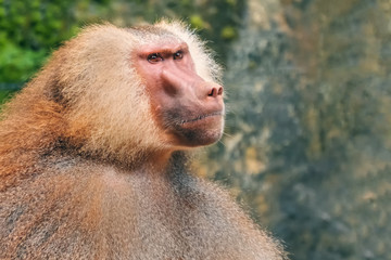 Hamadryad monkey (Papio hamadryas) portrait, close-up