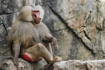 Hamadryad monkey (Papio hamadryas) sitting on a rock