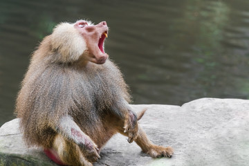 Yawning Hamadryad monkey (Papio hamadryas) near the river