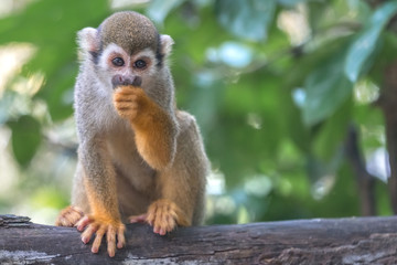Common squirrel monkey (Saimiri sciureus) eats on a tree