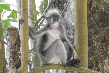 Dusky Leaf Monkey or Spectacled Langur (Trachypithecus obscurus) sitting on a branch