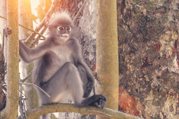 Dusky Leaf Monkey or Spectacled Langur (Trachypithecus obscurus)