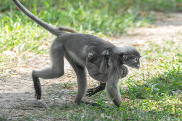 Dusky Leaf Monkey or Spectacled Langur (Trachypithecus obscurus). Female with baby