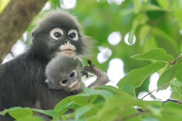 Obraz premium Dusky Leaf Monkey or Spectacled Langur (Trachypithecus obscurus) with baby