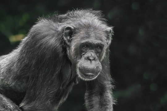 Chimpanzee monkey portrait, close-up