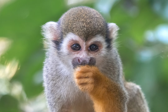 Common squirrel monkey (Saimiri sciureus) eats