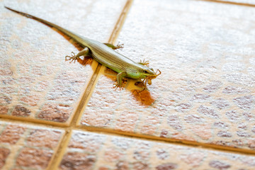 A green lizard eats an insect on the tiled floor