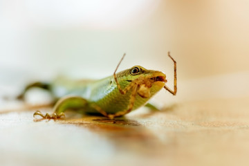 A green lizard eats an insect