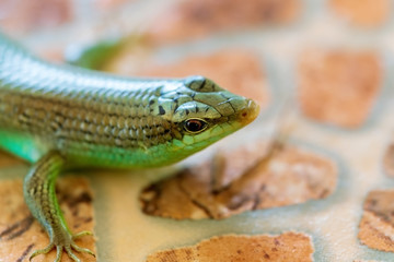 The green lizard, close-up