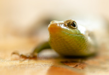 The green lizard, close-up