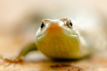 The green lizard, close-up